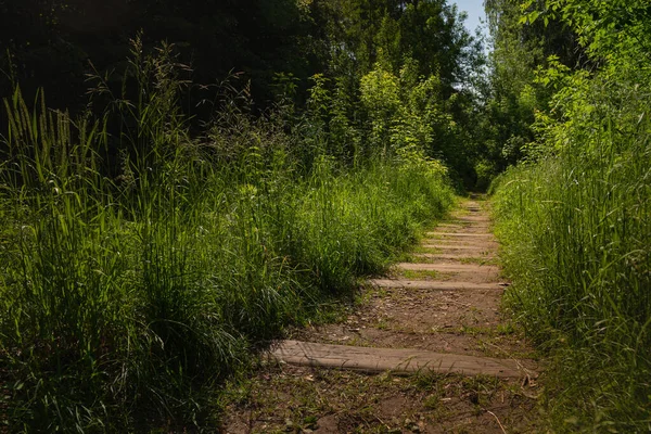 Route Dans Forêt Vieux Rails Abandonnés Dans Herbe Parc Abandonné — Photo