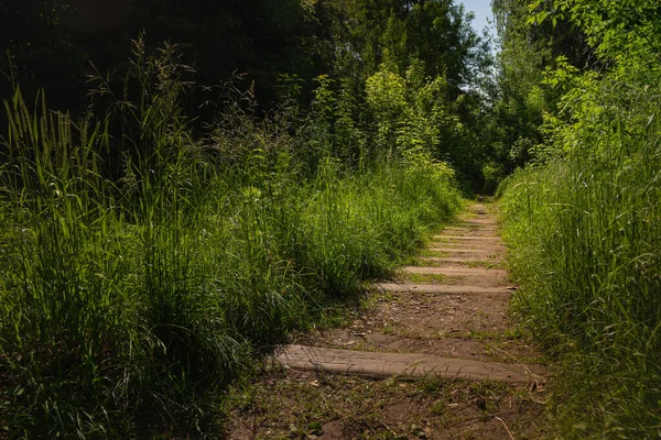 Camino Bosque Viejos Rieles Abandonados Hierba Parque Abandonado —  Fotos de Stock