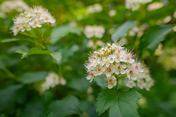 Hawthorn Bahçede Ormanda Çiçek Açar Parkta Beyaz Çiçekler Yeşil Yapraklar — Stok fotoğraf