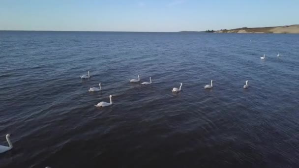 Ein Schwarm weißer Schwäne schwimmt auf dem Meer. am frühen Morgen im Hafen. Kurische Nehrung. Litauen — Stockvideo