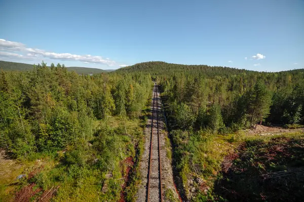 Terk edilmiş tren ormanın içinde. Perspektif içinde görüntülemek.