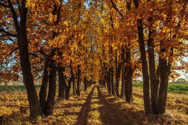 Meşe Sokağı ve gün batımında sonbahar içine uzanan yol