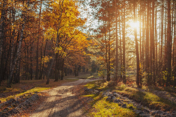 Sunlight in the autumn forest. Beautiful autumn landscape
