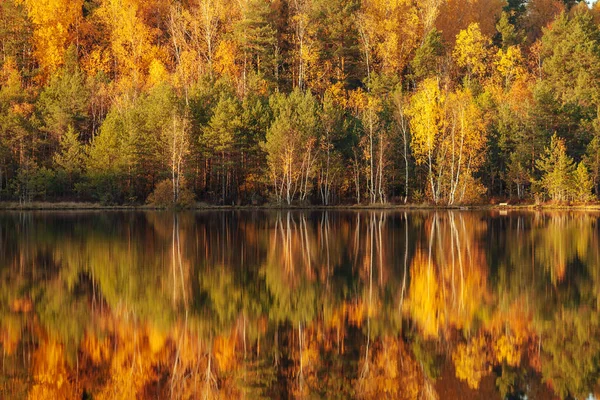 Reflection of trees in water at golden sunset. — Stock Photo, Image