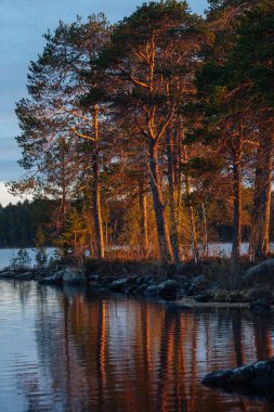 Ağaçlar ve göl günbatımı ışığında onların yansıması. Manzara Rus Kuzey Karelya