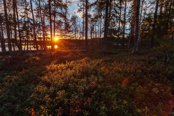 Solnedgång i norra skogen. Solen skiner genom trädgrenar — Stockfoto