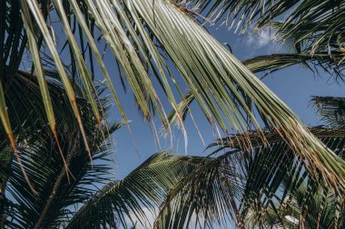 Gökyüzü ve palmiye ağaçlarının yaprakları görülür. Meksika