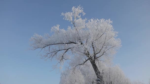 一棵被霜覆盖的树, 靠在晴朗的天空中 — 图库视频影像