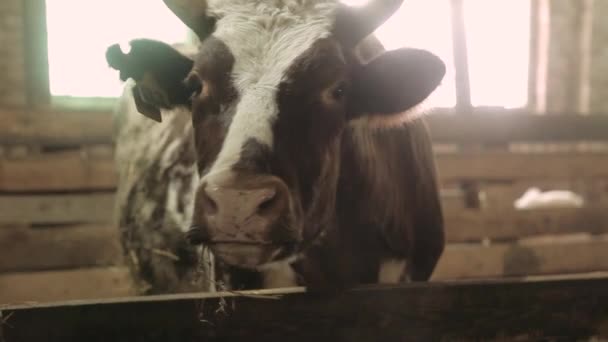 Close-up de um touro em um celeiro — Vídeo de Stock