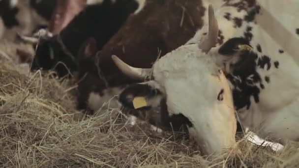 Корови в сараї їдять сіно — стокове відео
