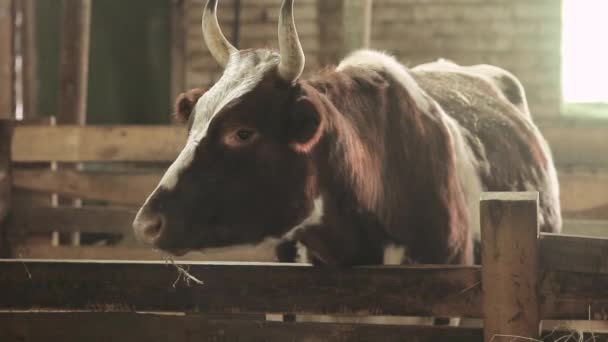 Close-up of a bull in a barn — Stock Video