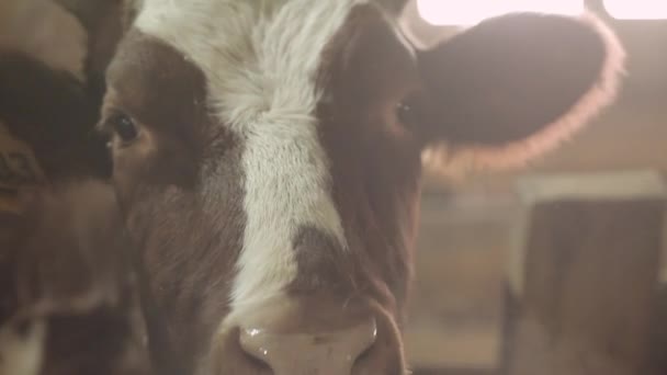 Gros plan d'un taureau dans une grange 