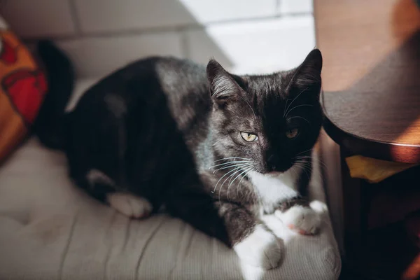 Balkonda bir sandalyeye siyah ve beyaz iç yavru kedi — Stok fotoğraf