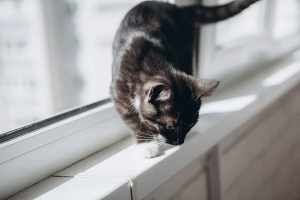 Siyah ve beyaz iç yavru kedi balkon kenarında yürür — Stok fotoğraf