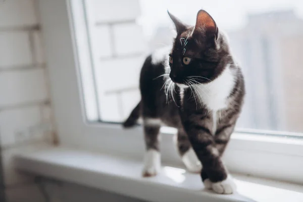 Siyah Beyaz Yavru Kedi Balkon Kenarında Yürür — Stok fotoğraf