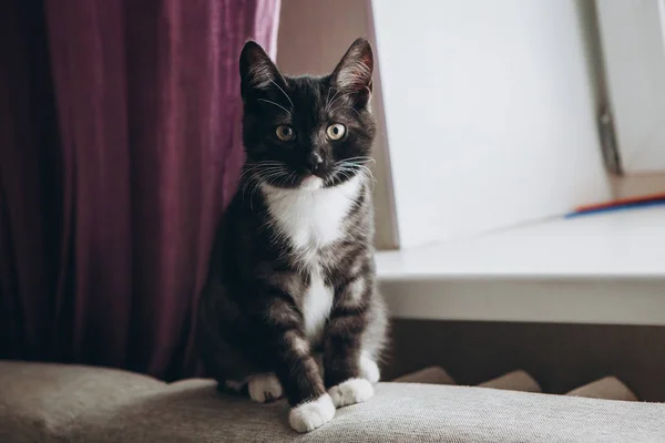 Mutfakta kanepenin arkasında oturan siyah ve beyaz ev kedi yavrusu — Stok fotoğraf