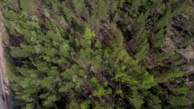 Çam ormanı'nın kuş bakışı. Güneşli havalarda yaz aylarında Kuzey Tayga.