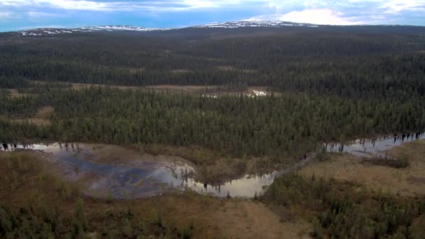 Luftaufnahme von Fichtenwald und Sumpf im Frühling. Taiga-Landschaft an einem bewölkten Tag — Stockvideo