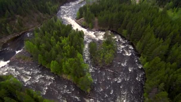 Vista aérea desde el dron. Río de montaña fluye entre el denso bosque de taiga . — Vídeos de Stock