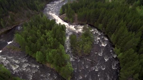 Vista aérea desde el dron. Río de montaña fluye entre el denso bosque de taiga . — Vídeos de Stock