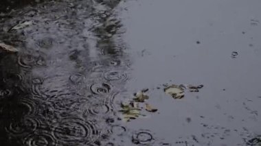 Yağmur, su birikintisi içinde dalgalanmaya düşer. suda yaprakları