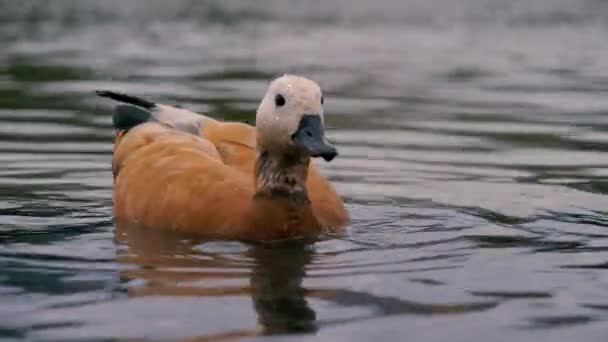 Close-up van eend zwemmen in een fontein — Stockvideo