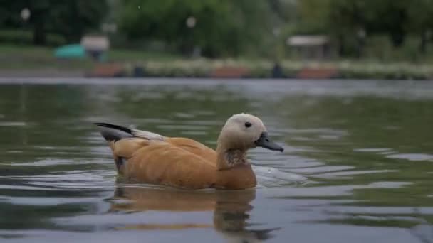 Primer plano del pato nadando en una fuente — Vídeos de Stock