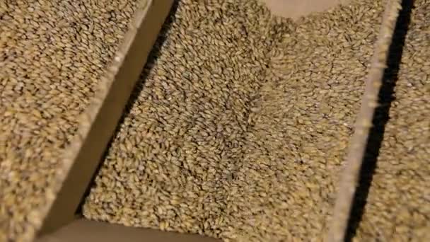 Pile of fresh malt seeds falling down in grinder. Malted barley grains being milled. — Stock Video