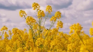 Bir adamın eli sarı bir karabuğday çiçeği koparır..