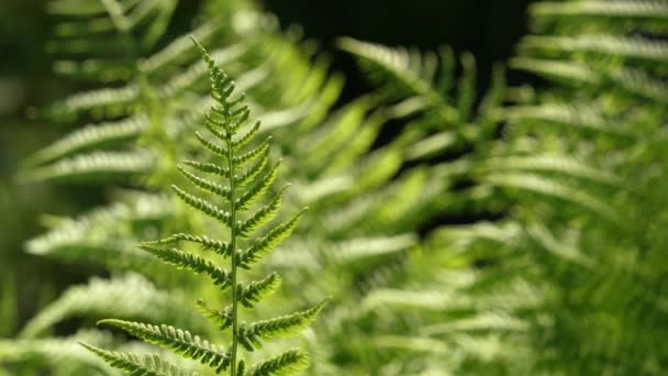 Feuilles de fougère vert brillant éclairées par le soleil.