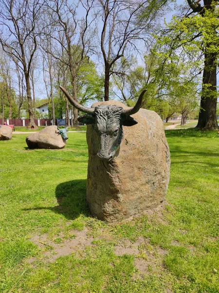 ラトビアのベントスピルス 2020年5月30日 花崗岩の石を体とした雄牛の彫刻 ベントスピルスのレンカ庭に位置する町 — ストック写真