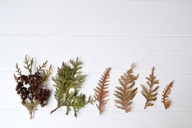 Kozalaklı. Doğal arka plan. Conifefer arka plan. Noel arka plan. Herdem yeşil dallar. Kartı botanik arka plan. Doğal arka plan.