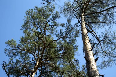 Kozalaklı ağaçlar mavi gökyüzü arka plan.