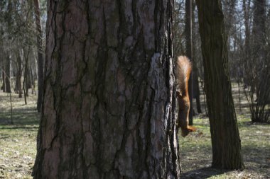 Komik kırmızı sincap ağacın gövde üzerinde.