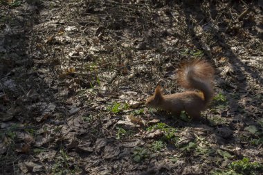 Bir orman yere sevimli sincap çalışır.