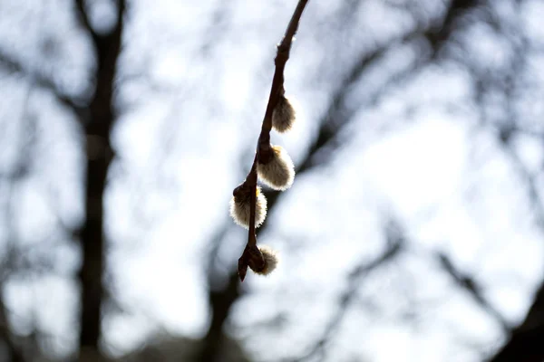 Une Branche Saule Printemps — Photo