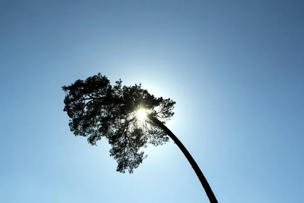 Árvore Coníferas Luz Solar Contra Fundo Azul Céu — Fotografia de Stock