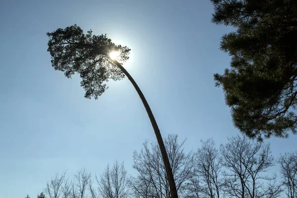 Árvore Coníferas Luz Solar Contra Fundo Azul Céu — Fotografia de Stock
