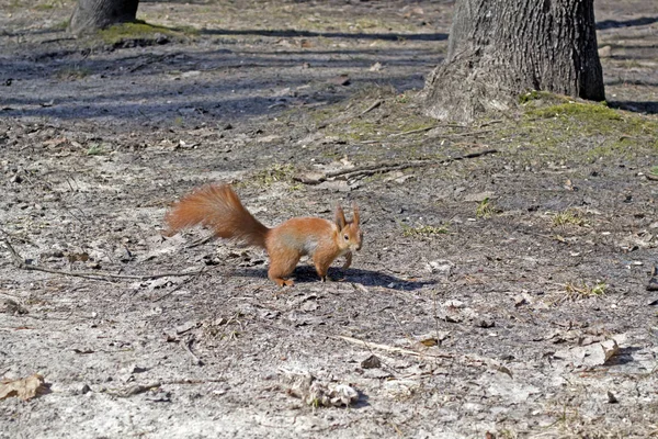 Esquilo Vermelho Bonito Corre Chão Uma Floresta — Fotografia de Stock