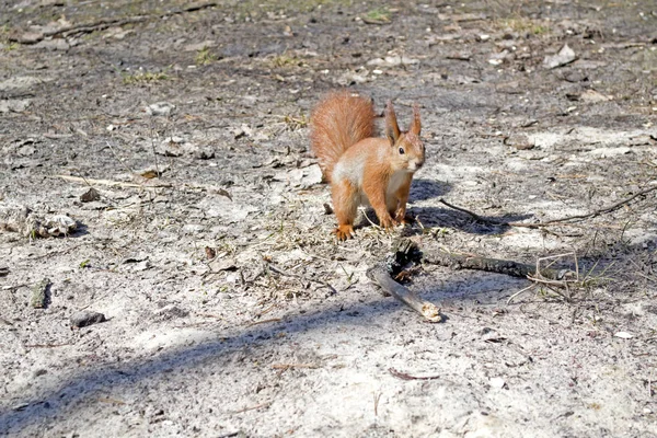 Schattige Rode Eekhoorn Draait Grond Een Forest — Stockfoto