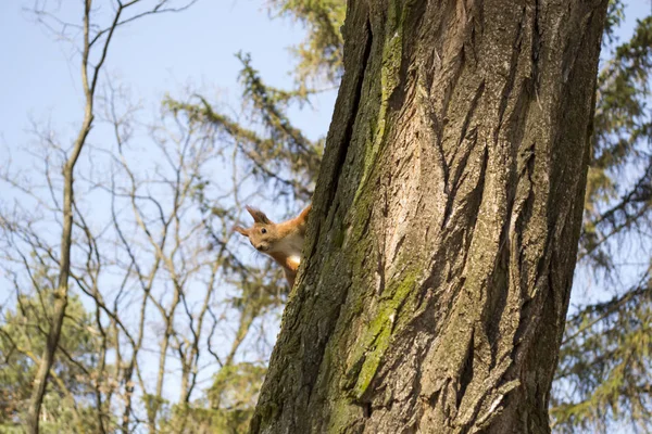 木の幹に面白い赤リス — ストック写真