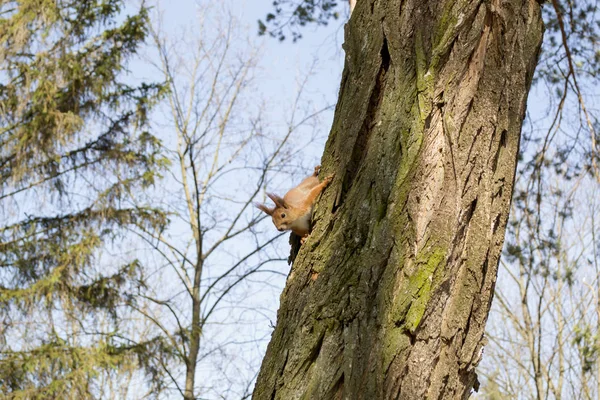 Écureuil Roux Drôle Sur Tronc Arbre — Photo