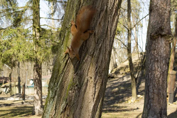 木の幹に面白い赤リス — ストック写真