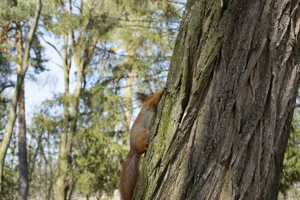 木の幹に面白い赤リス — ストック写真