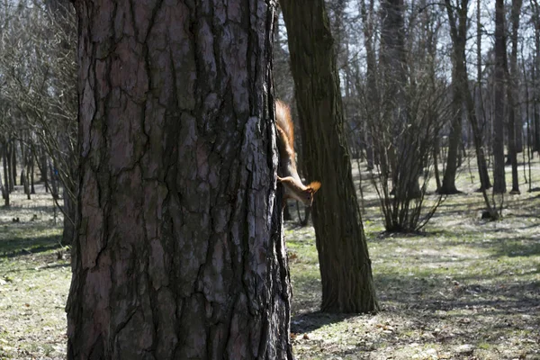 Écureuil Roux Drôle Sur Tronc Arbre — Photo