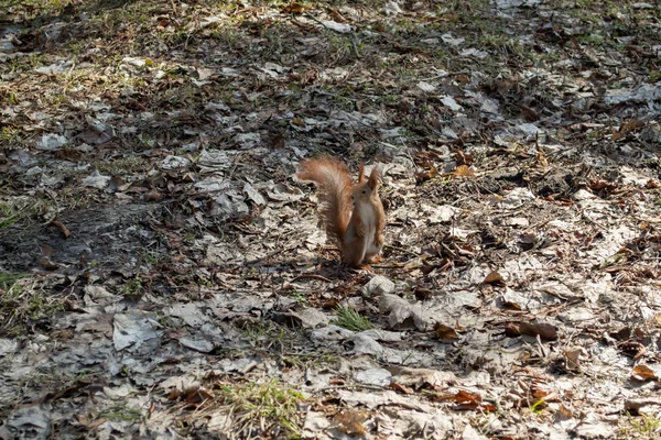 Esquilo Vermelho Bonito Corre Chão Uma Floresta — Fotografia de Stock