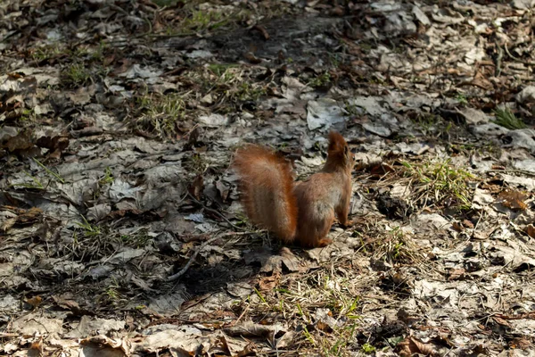 Esquilo Vermelho Bonito Corre Chão Uma Floresta — Fotografia de Stock