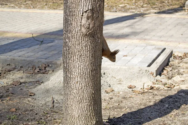 Ardilla Roja Divertida Tronco Del Árbol —  Fotos de Stock