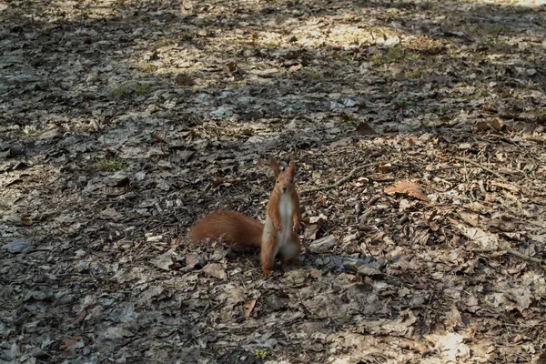 Esquilo Vermelho Bonito Corre Chão Uma Floresta — Fotografia de Stock