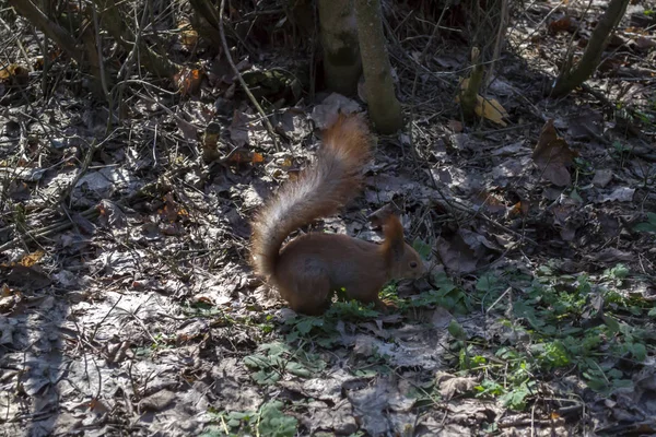 귀여운 다람쥐 숲에서 지상에 — 스톡 사진